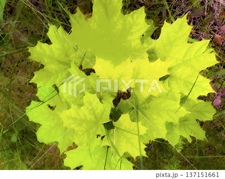 spring landscape - young green maple leaves spring landscape - young green maple leaves 137151661