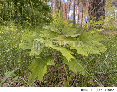 spring landscape - young green maple leaves spring landscape - young green maple leaves 137151662