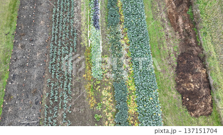 Farmland cow dung farm fertilizer rich in minerals farming, aerial drone garden autumn planted various organic fresh healthy edible winter vegetables like leek, savoy cabbage and winter kale. Aerial Farmland cow dung farm fertilizer rich in minerals farming, aerial drone garden autumn planted various organic fresh healthy edible winter vegetables like leek, savoy cabbage and winter kale. Aerial 137151704
