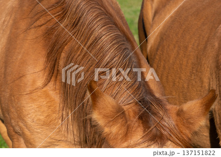 detail of a mane of brown horse grazing on pasture detail of a mane of brown horse grazing on pasture 137151822