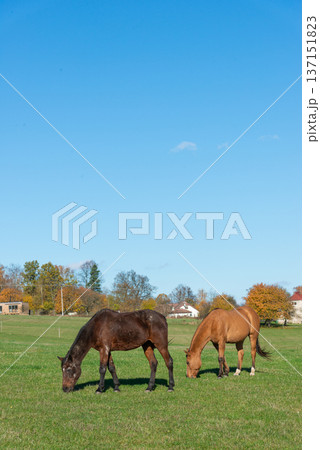 Horses on a pasture during autumn Horses on a pasture during autumn 137151823