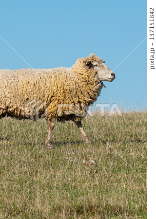 Single sheep standing on pasture Single sheep standing on pasture 137151842