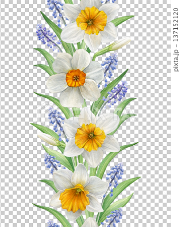 Vertical watercolor seamless border of white narcissus and blue muscari flowers with green leaves. Hand-painted botanical style. Good for stationery, invitations, prints, textiles, and spring designs Vertical watercolor seamless border of white narcissus and blue muscari flowers with green leaves. Hand-painted botanical style. Good for stationery, invitations, prints, textiles, and spring designs 137152120