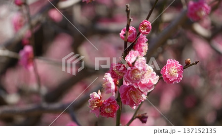 美しい梅の花 美しい梅の花 137152135