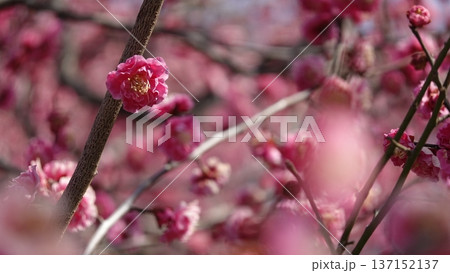 美しい梅の花 137152137