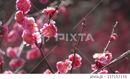 美しい梅の花 137152138