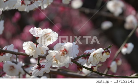 美しい梅の花 137152143