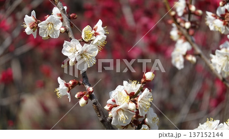 美しい梅の花 137152144