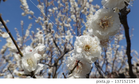 美しい梅の花 美しい梅の花 137152154