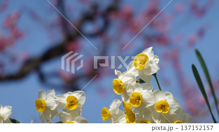 美しい水仙と梅の花 137152157