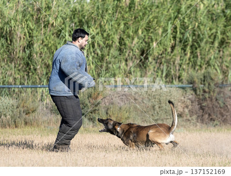 training of belgian shepherd 137152169