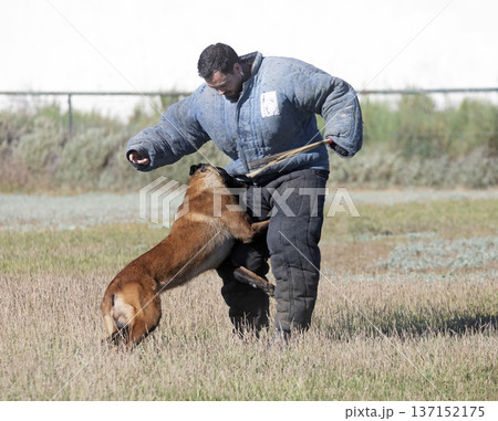 training of belgian shepherd 137152175