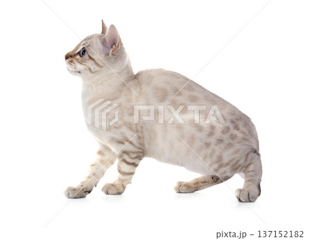 bengal kitten in studio bengal kitten in studio 137152182