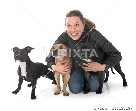 staffordshire bull terrier and woman staffordshire bull terrier and woman 137152187