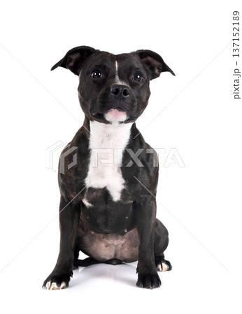 staffordshire bull terrier staffordshire bull terrier 137152189