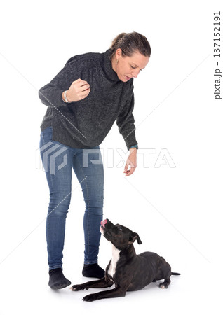 staffordshire bull terrier and woman 137152191