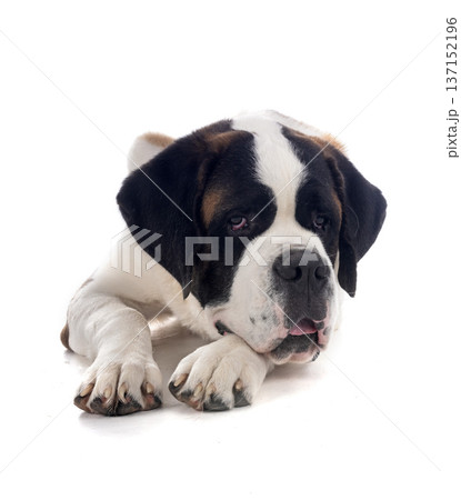 saint bernard in studio 137152196