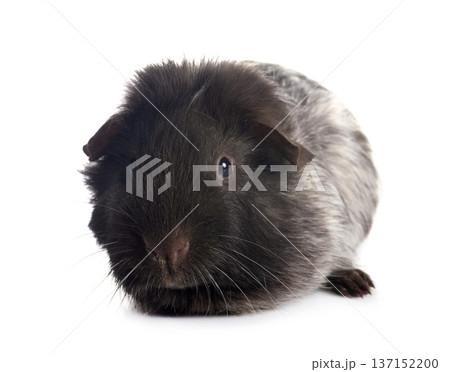 guinea pig in studio 137152200