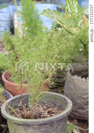 asparagus fern plant on nursery for sell 137152257