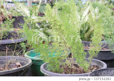 asparagus fern plant on nursery for sell asparagus fern plant on nursery for sell 137152261