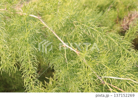 asparagus fern plant on nursery for sell asparagus fern plant on nursery for sell 137152269