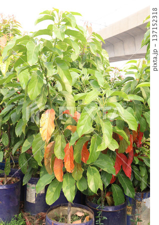 Avocado plant on nursery for sell 137152318