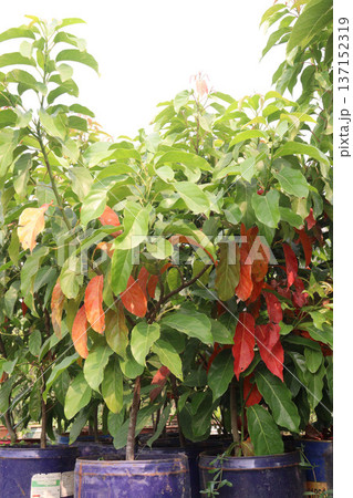 Avocado plant on nursery for sell Avocado plant on nursery for sell 137152319