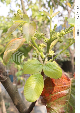 Avocado plant on nursery for sell Avocado plant on nursery for sell 137152321