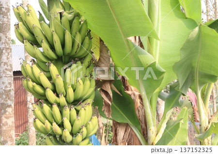 Raw Bananas bunch on farm for harvest 137152325