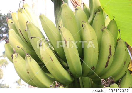 Raw Bananas bunch on farm for harvest 137152327