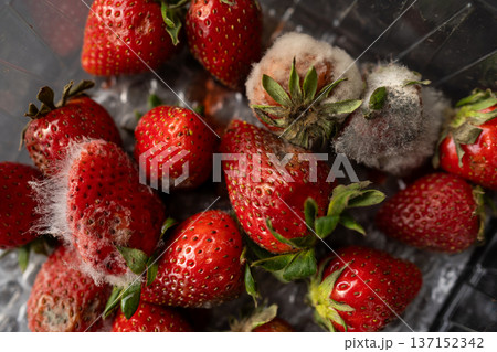 Strawberries spoiling with white and gray mold, causing decay and food waste. Close-up view of a common fruit decomposition process Strawberries spoiling with white and gray mold, causing decay and food waste. Close-up view of a common fruit decomposition process 137152342