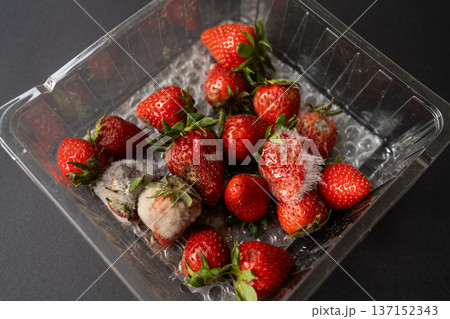 Strawberries developing mold and fungi in a clear plastic container, illustrating food spoilage, decay, and waste Strawberries developing mold and fungi in a clear plastic container, illustrating food spoilage, decay, and waste 137152343
