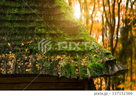 Moss-covered thatched roof of a rustic Nordic cottage in autumn forest 137152366