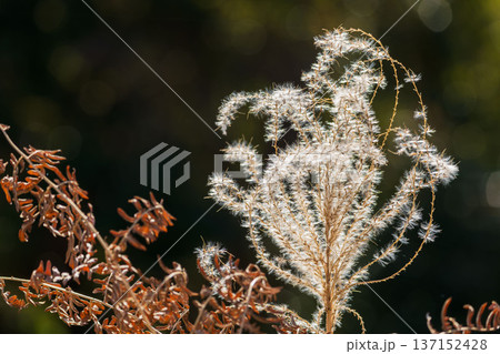 冬の森　風に揺れ輝くススキの穂のアップ撮影04 137152428