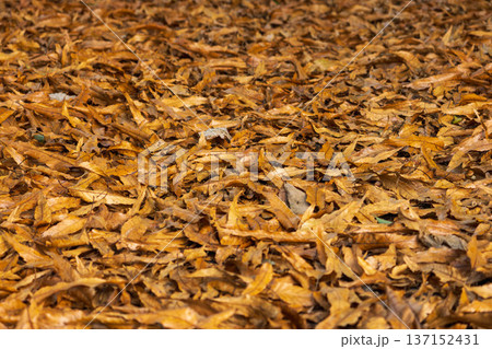 冬の森　落ち葉が一面に積もる地面04 137152431