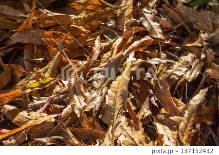 冬の森に降り積もった落ち葉のアップ01 137152432