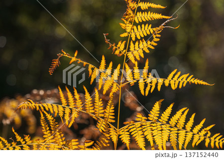 冬の森　日差しでオレンジ色に輝くシダの葉のアップ撮影02 137152440