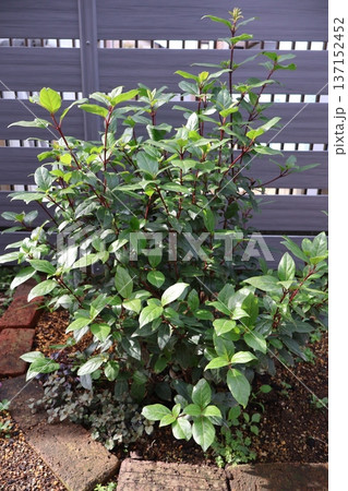 地植えした三年目のビバーナムティヌス 137152452