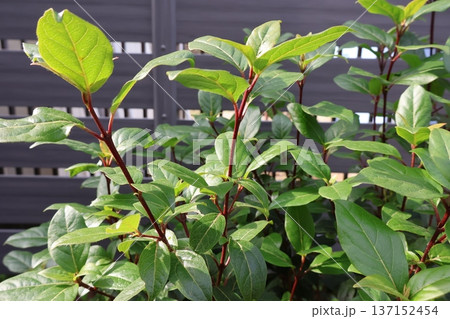 ビバーナムティヌスの赤い茎 ビバーナムティヌスの赤い茎 137152454