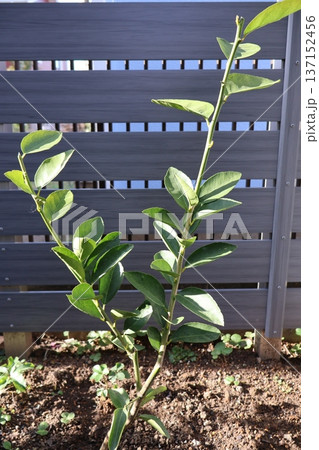 地植えした三年目のライム 137152456