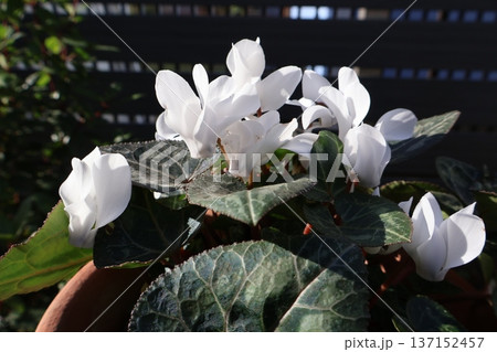 春に咲いた夏越しした二年目のシクラメン 春に咲いた夏越しした二年目のシクラメン 137152457