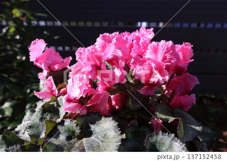 春に咲いた夏越しした二年目のシクラメン 137152458