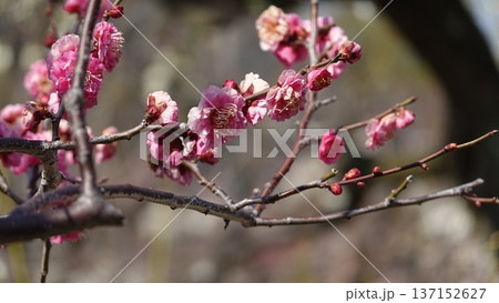 美しい梅の花 137152627