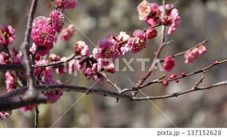 美しい梅の花 美しい梅の花 137152628