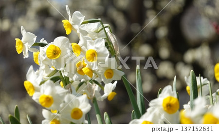 美しい水仙と梅の花 美しい水仙と梅の花 137152631