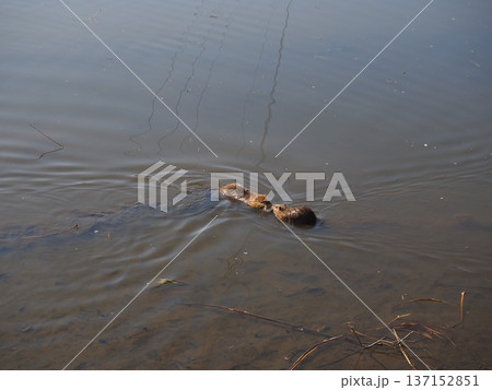 仲睦まじいヌートリア 137152851