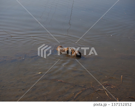 仲睦まじいヌートリア 137152852