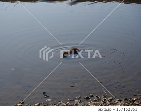 泳ぐヌートリア 137152853