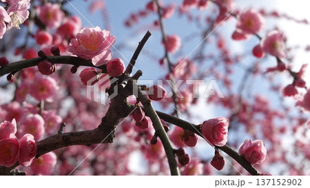 美しい梅の花 美しい梅の花 137152902