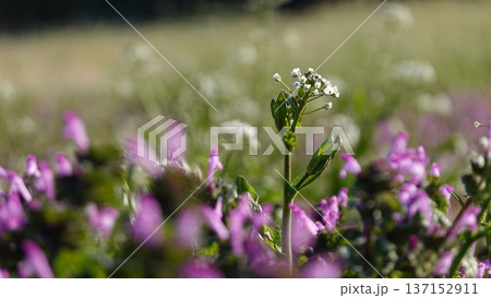 春の野草 137152911